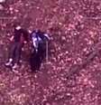  A polícia de Victoria divulgou imagens do momento do resgate em sua página no Twitter  Foto: Polícia do Estado de Victoria
