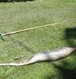 A cobra foi encontrada no jardim após ter tentando engolir o gato de Francis Bakvis   Foto: Daily Mail / Reprodução