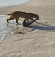 Segundo Bailey, o felino foi até o mar buscar sua presa, arrastando o tubarão por alguns metros na praia  Foto: Daily Mail / Reprodução