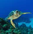 Os animais são grandes atrações turísticas em Grand Cayman, com destaque para as tartarugas marinhas    Foto: Amanda Nicholls/Shutterstock