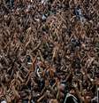 <p>Torcida corintiana vai lotar a Arena no domingo</p>  Foto: Leandro Martins / Futura Press
