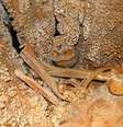 Crânio foi encontrado em uma caverna  Foto: Twitter/@oltre_misura / Reprodução