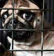 Proposta prevê pena de detenção de um a três anos para quem matar cão ou gato  Foto: Eco Desenvolvimento