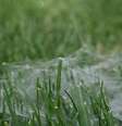 Australianos reclamam sobre “chuva de aranha” de 10 minutos  Foto: Distractify / Reprodução