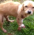 Cão que foi arrastado por 500 metros não corre risco de morrer, mas precisa de ajuda para se recuperar   Foto: Associação Protetora dos Animais de Teutônia / Divulgação