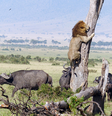 Imagem rara tirada no parque de reserva de Maasai Mara, no Quênia: leão escala uma árvore alta para fugir de uma manada  Foto: Unilad / Reprodução