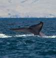 Mistérios sobre o maior animal do planeta, a baleia azul, começam a ser revelados   Foto: Wikipédia