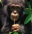Pesquisa avaliou, entre outras coisas, se chimpanzés preferiam comida cozida à crua  Foto: BBC