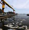 Peixes mortos junto a atletas na Lagoa Rodrigo de Freitas, no Rio de Janeiro. 13/4/2015.  Foto: Ricardo Moraes / Reuters