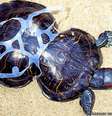 Plástico jogado no chão acabou deformando completamente a tartaruga Peanut  Foto: BBC News Brasil