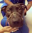    Foto: CharlestonAnimalSociety/Facebook / Reprodução