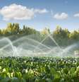 Produto analisa as condições de temperatura e umidade do solo para liberar a quantidade exata de água na irrigação  Foto: Deyan Georgiev / Shutterstock