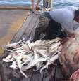 Depois de o tubarão ser morto, o pescador abriu o corpo e encontrou nada menos do que 34 filhotes, também mortos  Foto: Daily Mail / Reprodução