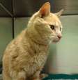O gato foi encontrado na Irlanda do Norte, mas seu registro é da Austrália  Foto: The Telegraph / Reprodução