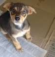 Programa de pet fala sobre a adoção de cães de rua e terá como convidado o recém-nascido vira-latas Yuri, nesta quarta-feira (24)  Foto: Divulgação
