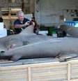 Tubarões no mercado encontrados por Dave Ebert  Foto: Divulgação/BBC Brasil