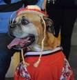 Realizado em Bauru, o Arraiáu dos Pets, reuniu cães vestidos com tema das festas juninas  Foto: Talita Zaparolli / Especial para Terra
