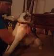 Dono tenta colocar o cão em pé, mas sem sucesso  Foto: Youtube/ TonyCostaMovies / Reprodução