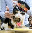 A gata Tama na estação central de trem no Japão, durante aniversário de 16 anos, em abri de 2015  Foto: Reuters