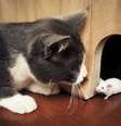 Urina de gatos tem substância que "domestica" os ratos  Foto: Thinkstock