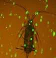 Imagens foram captadas dentro de uma gota d'água observada em um microscópio  Foto: Divulgação/BBC Brasil