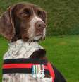 Herói de guerra, Buster, um springer spaniel, morreu aos 13 anos no Reino Unido depois de uma longa batalha contra a artrite  Foto: The Mirror / Reprodução