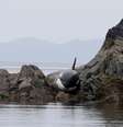 Orca encalhada “chora” para pedir ajuda na costa canadense  Foto: Facebook / Reprodução