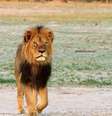 Uma ONG do Zimbábue afirma que Cecil foi alvejado por arco e flecha e depois, por tiros.  Foto: Paula French