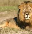 Leão Cecil foi morto ilegalmente pelo norte-americano Walter Palmer  Foto: (AP)