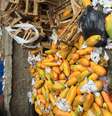 1,3 bilhões de toneladas de alimentos são desperdiçados anualmente segundo relatório da FAO/ONU  Foto: Daniela Leite