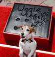 Uggie, o cachorro de "O Artista" ao ganhar um Academy Award de Melhor Filme, teve a patinha imortalizada em cerimônia Chinese Theatre em junho de 2012, em Hollywood, California  Foto: David Livingston / Getty Images