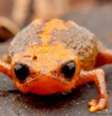  Foto: Brachycephalus quiririensis (Luiz Fernando Ribeiro/Fundação Grupo Boticário)
