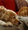 Há sinais para identificar possíves problemas psicológicos nos animais  Foto: Thinkstock