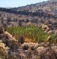 Dos mais de 940 ciprestes mediterrâneos da plantação do projeto CypFire em Valência, só 1,27% foi queimado no incêndio que aconteceu ali em 2012. Todas as outras espécies foram devastadas  Foto: Divulgação/BBC Brasil