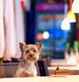 Existem desde espaços onde os animais podem ficar nas áreas externas até aqueles que servem os mesmos pratos para os donos e seus cachorros  Foto: Olesia Bilkei / Shutterstock