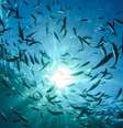 Estudou analisou cerca de 1.200 espécies de criaturas marinhas nos últimos 45 anos  Foto: AFP