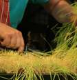 As feiras livres favorecem os pequenos agricultores e contribuem para a manutenção da produção de produtos artesanais   Foto: Daniela Leite