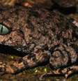 A rã 'Leptobrachium Bompu' tem olhos azuis com pupila vertical, semelhantes aos de gatos  Foto: WWF