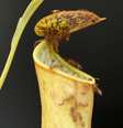 Diferente de outras plantas carnívoras, a N.gracilis consegue a energia para capturar as formigas a partir das gotas de chuva (Foto: Ulrike Bauer)  Foto:  Cortesia de Ulrike Bauer