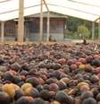 Na Serra do Caparaó, no Espírito Santo, fazendeiros enxergaram que vale investir em qualidade  Foto:  Daniel Gallas/BBC)