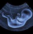 Espera-se que as células-tronco embrionárias, capazes de se transformar em diferentes tecidos, aliviem os sintomas da osteogênese imperfeita  Foto: iStock