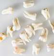 Ter horários regulares para se alimentar e manter a higiene bucal, sem esquecer o fio dental, é essencial  Foto: Sergieiev / Shutterstock