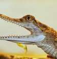 Pela dificuldade de manusear os crocodilos, o estudo trabalhou com animais jovens, de até 50 cm  Foto: Divulgação/BBC Brasil