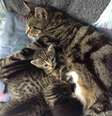 Os gatinhos foram levados para dentro da clínica e cuidados por uma enfermeira  Foto: Mill Road Vet Clinic/Facebook/Reprodução