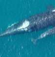 Imagens inéditas registraram orcas ameaçadas de extinção no Pacífico; nesta, é possível ver um filhote que havia nascido há poucos dias  Foto: NOAA Fisheries Vancouver Aquarium