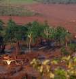 Duas barragens pertencentes à mineradora Samarco se romperam na tarde desta quinta-feira (5), no distrito de Bento Rodrigues, zona rural a 23 quilômetros de Mariana, em Minas Gerais, e inundaram a região com lama, rejeitos sólidos e água usados no processo de mineração  Foto: Neno Vianna / EFE
