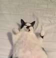 “Se você consegue colocar fralda em um gato, não terá dificuldade com bebê nenhum”, disse um internauta  Foto: imgur / Reprodução