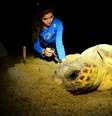 Lama atingiu Rio Doce durante a reprodução dos peixes e chegou ao mar durante a reprodução das tartarugas marinhas  Foto: Projeto Tamar/Divulgação