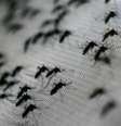 O zika vírus é transmitido pelo mesmo mosquito responsável pela dengue  Foto: BBC / BBCBrasil.com