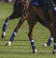 Príncipe Harry cai de cavalo durante partida de polo  Foto: BBC News Brasil